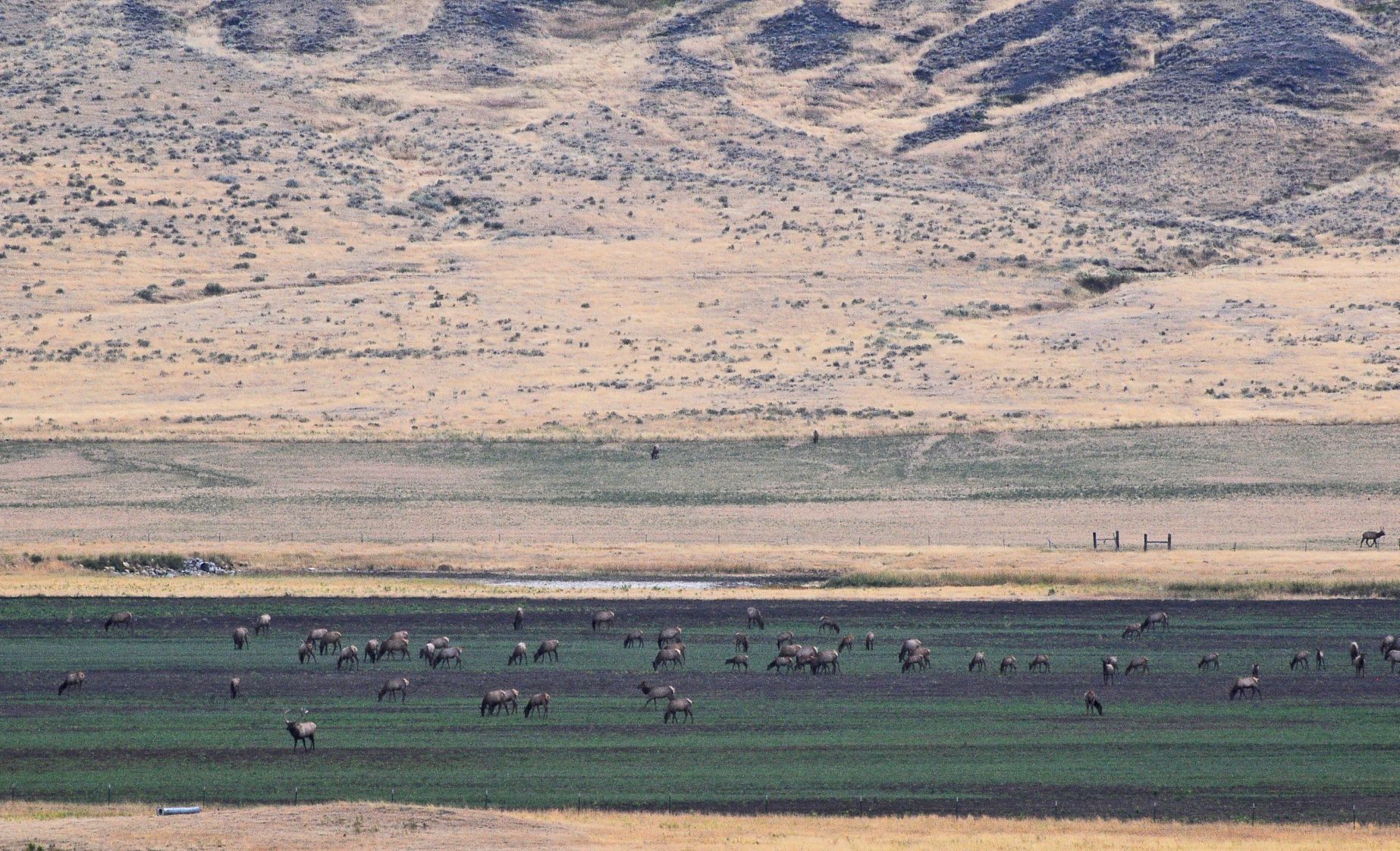 Ag elk